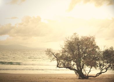 Tree on the Beach overlooking the Mediterranean Sea in  ... 
