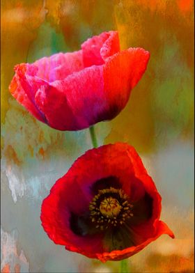 A mixed media art and photography piece of red poppies  ... 