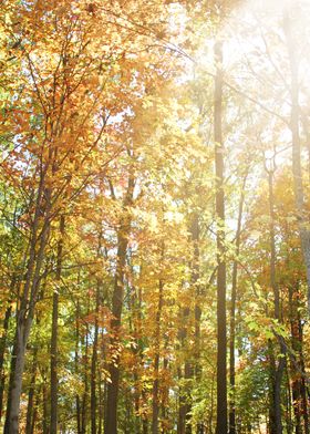Ethereal Sun light shining through Autumn Colored Trees ... 