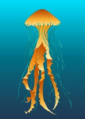 Jellyfish illustration