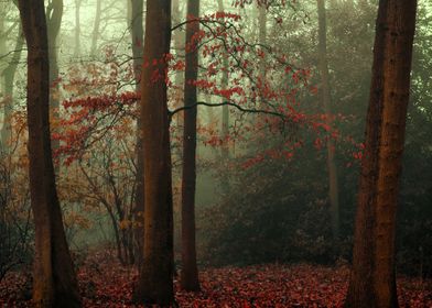 misty Autumn   By chrissie Judge 