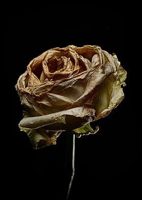 Decay Rose IV