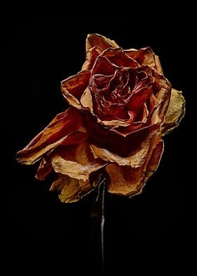 Decay Rose III