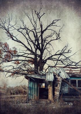 Abandoned Shed
