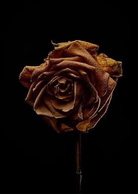 Decay Rose V