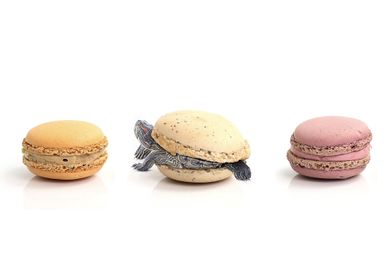 Funny and Cute Turtle Macaron