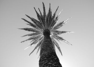 Palmtree at the De Young Museum in SF California 