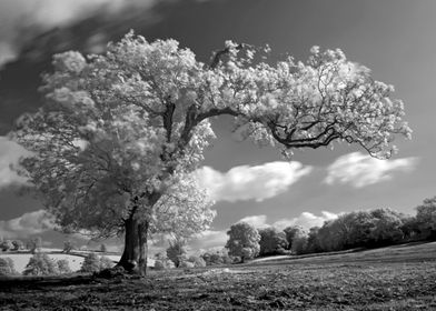 A Tree Blows in the Wind. An image of the fields around ... 