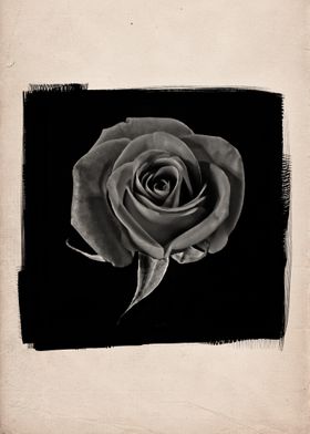 a black and white study of a flowering red rose.
