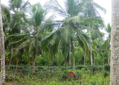 palmforest