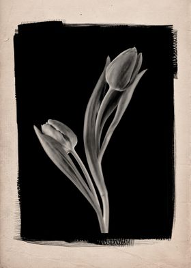 A photographic still life study of two tulip flowers.