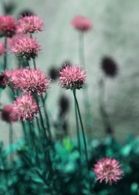 Pink and Aqua Blue Green Flowers