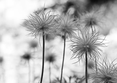 Wispy Black and White Flowers