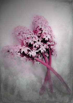 Textured pink hyacinths in springtime  by Clare Bevan P ... 