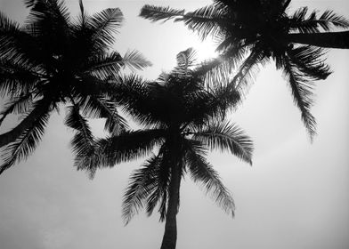 paradise, palms, trees, tropical
