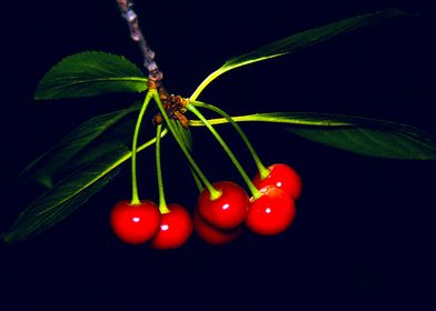 Red Cherries