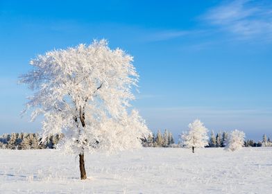 Winter Frostland