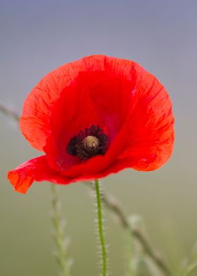 poppies in the garden