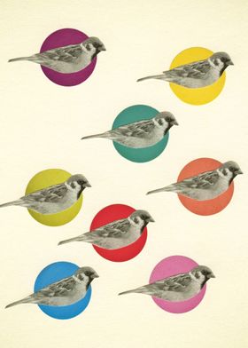 Gathering Sparrows