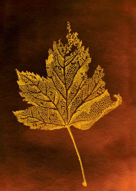 Acer Leaf Venation Skeleton, autumnal colours brown and ... 