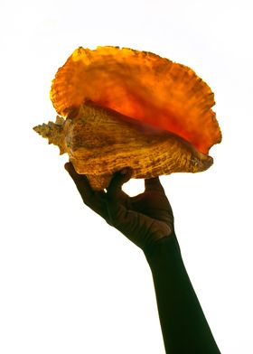 Black hand holding a queen conch in Lamu