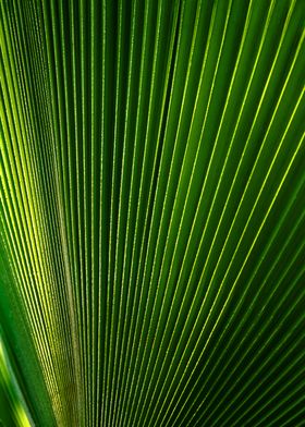 Fan Palm leave in Bora Bora