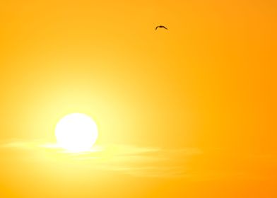 Minimalist Image with the perfect sun orb and seagull