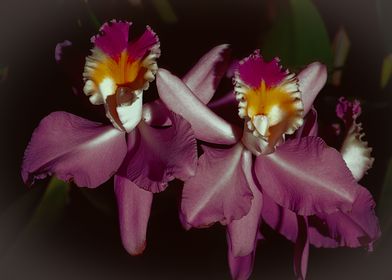 Orchids in Costa Rica