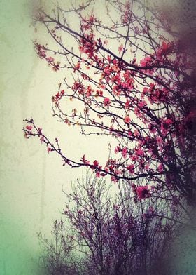 Color photogram "Cherry Blossom"