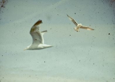 Gulls