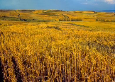 Fields of wheat in Castile, Spain
