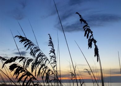 Sea Oat Silhouette 