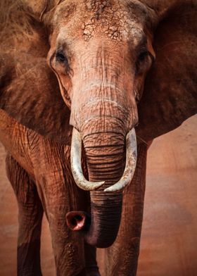 Portrait of an Elephant