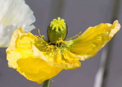 poppies in the garden