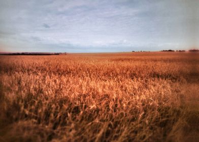 a wheatfield