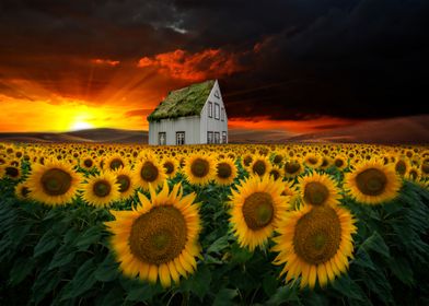 The sunflower field  By chrissie Judge 
