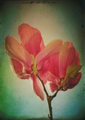 Color photograph "Vintage Spring Flower"