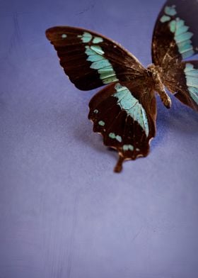 A still life of a butterfly