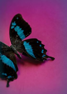 A butterfly still life on a pink background