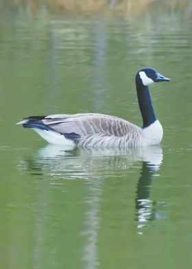 I followed this goose thirty miles through the marsh in ... 