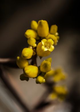 Orgyalis yellow blooming flower