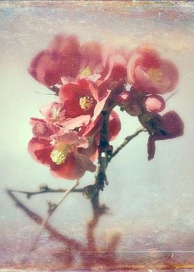 Color photograph "I dreamed a flower garden"