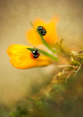 Two ladybugs on yellow crocuses