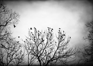 Crows at dusk