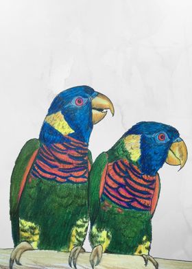Rainbow Lorikeets, Ink and Prismacolor