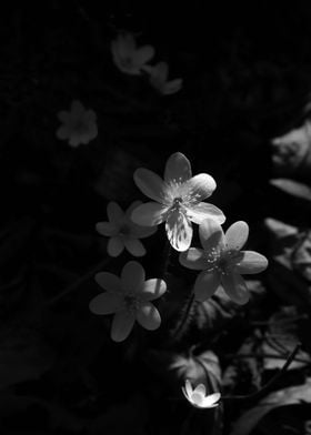 Tiny white flowers in a beam of sunlight in a Central N ... 