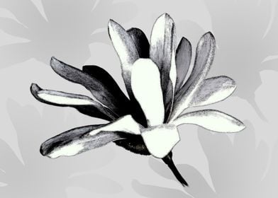 Magnolia 04