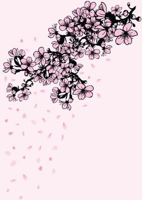 Sakura Cherry Blossom shower of falling cherry blossom  ... 