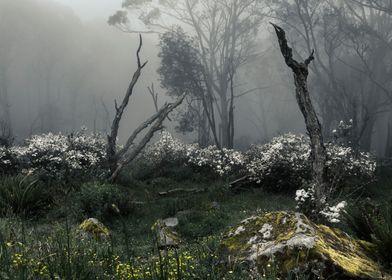 Mt Donna Buang Lookout and the amazing fog that descend ... 