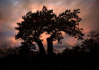 Silhouettes of Autumn Trees At Sunset